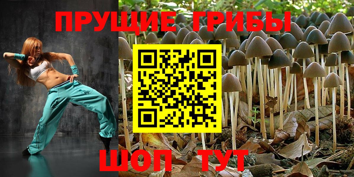 Псилоцибиновые грибы Psilocybe Клинцы
